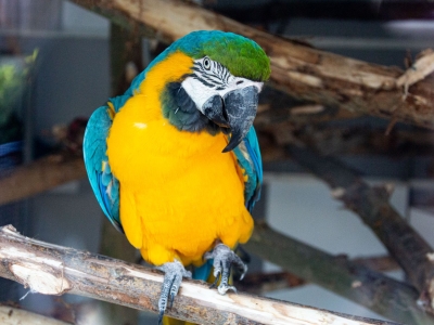 Blauwgele ara - De Zonnegloed - Dierenpark - Dieren opvangcentrum - Sanctuary